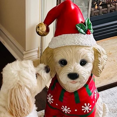 maxman64349264's profile picture. And Yes My Dog Is Judging You😉Cavachon 😈