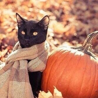 Fedupmichael's profile picture. If you don't believe in free speech how about start with yourself and shut up.
We are a republic not a democracy get it right.
#MAGA, #MAHA