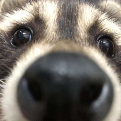 Carzzeq's profile picture. NOT ! your business 🤫