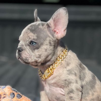 KSR1_0's profile picture. 