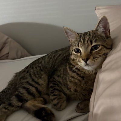 takeoutcaren's profile picture. 🇨🇳🇮🇩|21