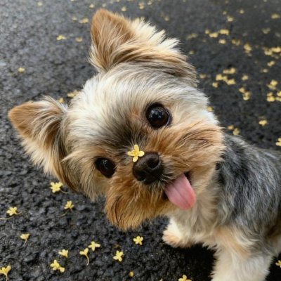 Mias_territory's profile picture. I'm from Japan, please take care of me.