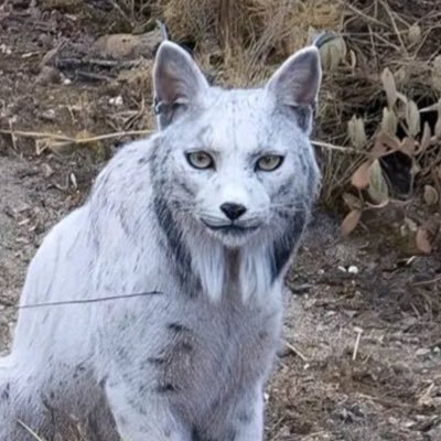 Lengthwise905_'s profile picture. 