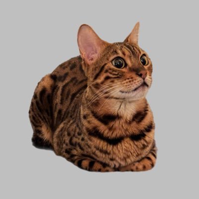 CaniacStew's profile picture. 🏒 Canes (STM) 🏈 Chargers ⚾️ Padres 🏀 Clippers 🎓 UNC