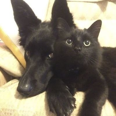 sorbeteater's profile picture. i'm waking up and now i know