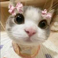 Kochi_cs2's profile picture. I like skins and femboys