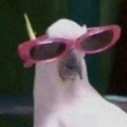 ashestoash3s's profile picture. Grossa, burra, mandona e exibida. Adora elogios.