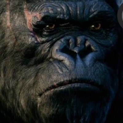 realAikiRhino's profile picture. Christian - Jesus is Lord over all. | Love snowboarding.