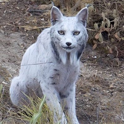 luazzas's profile picture. 