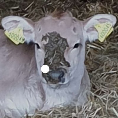 JohnBranchienz's profile picture. I report scammers, if you want to chat we can talk