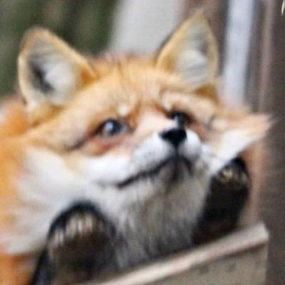 keyblvr's profile picture. xdz never die