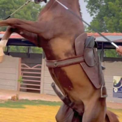 mhmd_abwry99220's profile picture. فحل الحريم