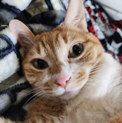 NANA_ON7's profile picture. #고양이  #비트코인 #투자 #shib #INFJ_T
맛있는거 먹기&부자되기&
스스로사랑하기&정신건강챙기기
But...Don't DM me!😡