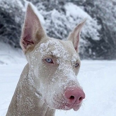 nahomthusfar's profile picture. 🛡️ Deus Vult 🇨🇦