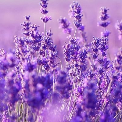 iamvutomi's profile picture. an indigo child.