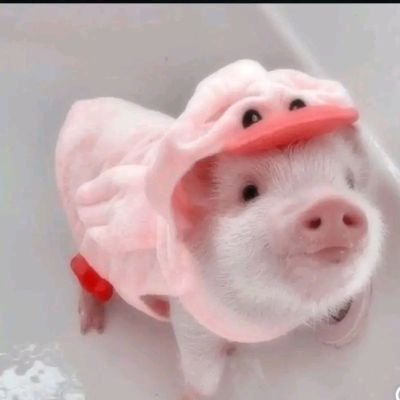 walzau's profile picture. Just for fun