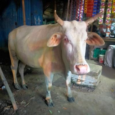 geetami13543774's profile picture. 