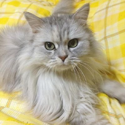 amu_japantokyo's profile picture. 日本語教師
登録日本語教員