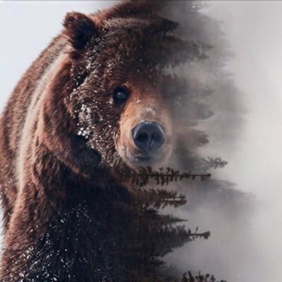 MidwayBarka's profile picture. lifelong bears fan • 7-3 #DaBears #Blackhawks #Cubs #SeeRed