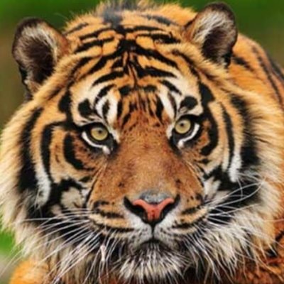 Makina_Dunyasi's profile picture. 