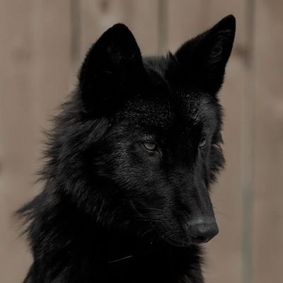 CHASE_WOOF's profile picture. ⠀⠀⠀﹙ good boy ﹚.