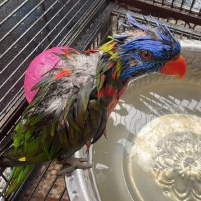 LucasMetzler6's profile picture. crypto brain since 2018💎 MEMECOIN DEGEN #100xhunter