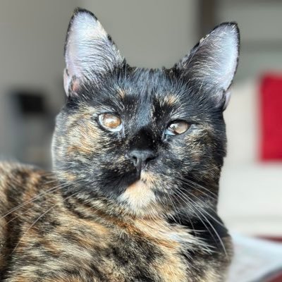 sansthecatt's profile picture. adı sans soyadı tando. 5 yasında, anksiyete bozuklugu magduru, hafiften gorme engelli titrek biri. #satınalmasahiplen #proudlytortie