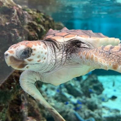 3ninkomochih1's profile picture. 2026年に3人目出産予定。保健師。リアルを発信。#転勤族#フリーランスママ#在宅#帝王切開