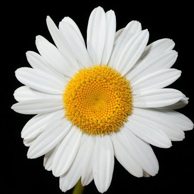 joyyydoll's profile picture. zero knowledge of figure skating but a rino matsuike and jiaxuan zhang absolute fans