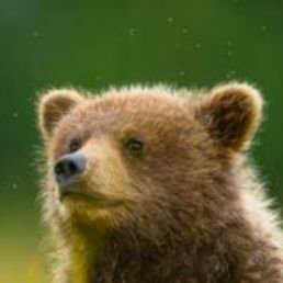 In this Japanese TV news report, they mention that the bear was 60