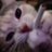 1mayuuuu's profile image