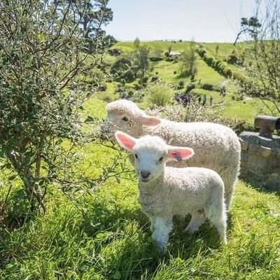 qypopq's profile picture. ENFJ-T | tempat yapping yapping yapping | Atasan Presiden Republik Indonesia