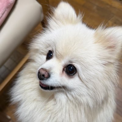 unknown17153's profile picture. クリーム色のポメラニアン♀体重3.8kg只今ダイエット中/DMしてません/ゲームメイン垢→@unknown270913
