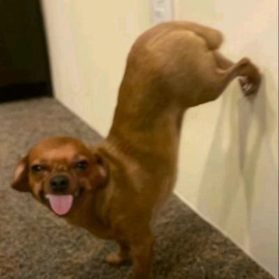 xXsalfreebiesXx's profile picture. Second account - here to enter giveaways and such lol. Might as well 🤷‍♂️