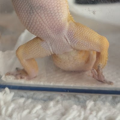 shell_leopard's profile picture. 