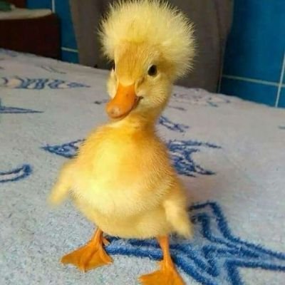 derinmelo's profile picture. 