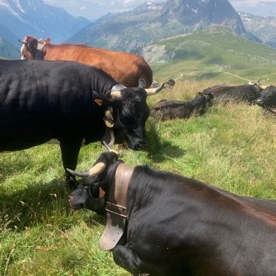 leopaulferrant's profile picture. 