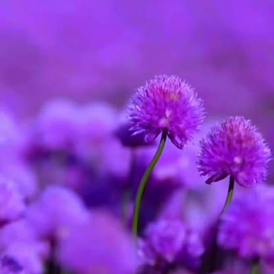 sizwebold's profile picture. I talk movies, shows, books and design