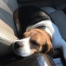 CurfewBeagle's profile picture. I iz a stubborn angle beagle girl... I tweet from da rainbow bridge 🌈 Umm wiff my Norty Daddy as my assistant... Ohh yes Curfew iz my name 🐶 #BeagleBugClub 🐞