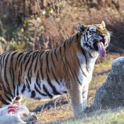 fivedragontiger's profile picture. 