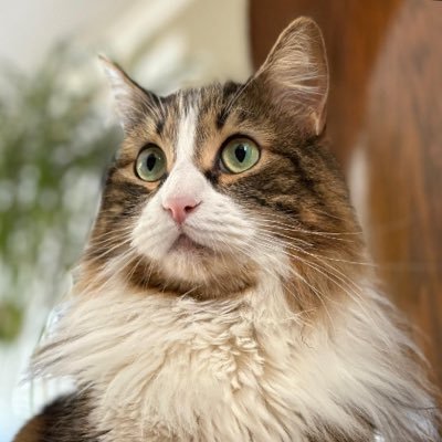 libanesturco22's profile picture. 