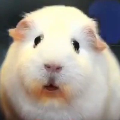 sigamisasafiso's profile picture. Ζούμε σε μια χώρα βουτηγμένη στα σκατά, τρώμε σκατά, είμαστε σκατά.