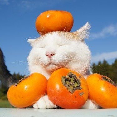 virtual_105's profile picture. i dont know anymore