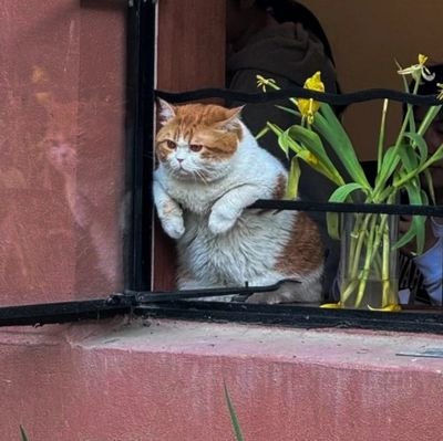 _Mahshidak_'s profile picture. بنده انسان شادی هستم:)