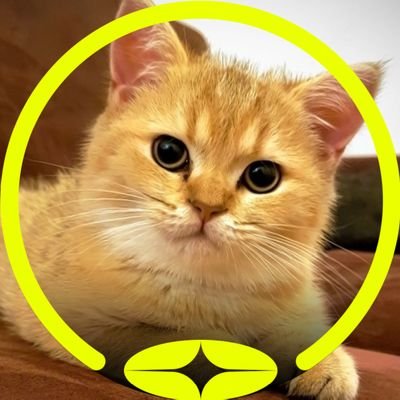 Broky_Home's profile picture. 𓆩🖤𓆪can my account reach 1k-5k-10k followers𓆩🖤𓆪
   CAT LOVERS