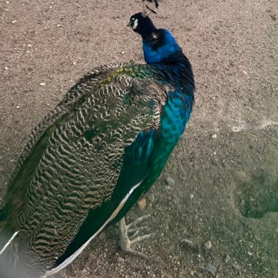 vmp7o47236's profile picture. むむむっ