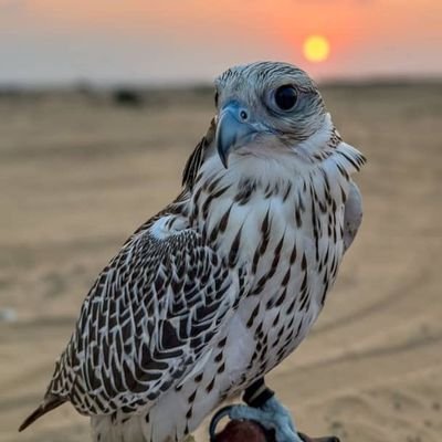 Ayham1276251u's profile picture. ((اللَّهُمَّ إنِّي أَسْأَلُك مِنْ فَضْلِكَ وَرَحْمَتِكَ، فَإِنَّهُ لاَ يَمْلِكُهَا إِلاَّ أَنْتَ)) مختص في قوى ملك قوى 💯  https://t.co/mtfaaFYEYz