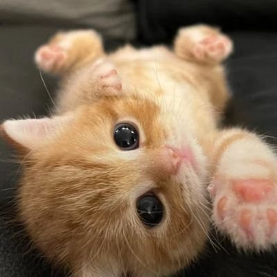 cobodo04's profile picture. I'm a medical student, football fan, cat lover, graphic designer and many more.
I Sabi do everything.