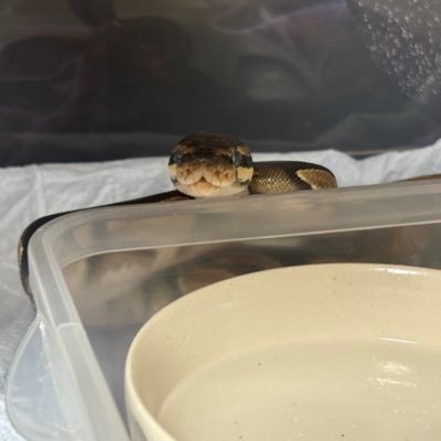 2pJQ6HqasXsXF6w's profile picture. ボールパイソンノーマル×2パステルバナナ×1レオパ×1飼ってます。 ブリードを頑張る為日々可愛がってます！初心者なのでプロの方アドバイス、フォローくださーい。