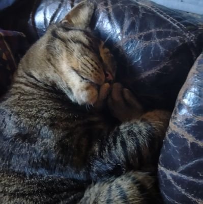 nri1210117's profile picture. AB型次男